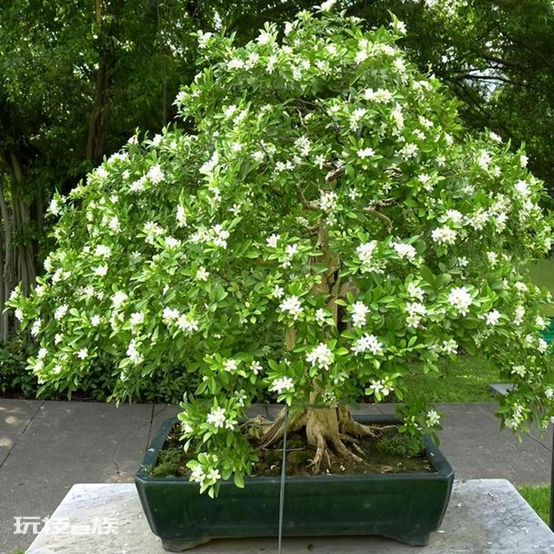 什么花最香持久还好养(室内养这8种花卉花香四溢)-图片5
